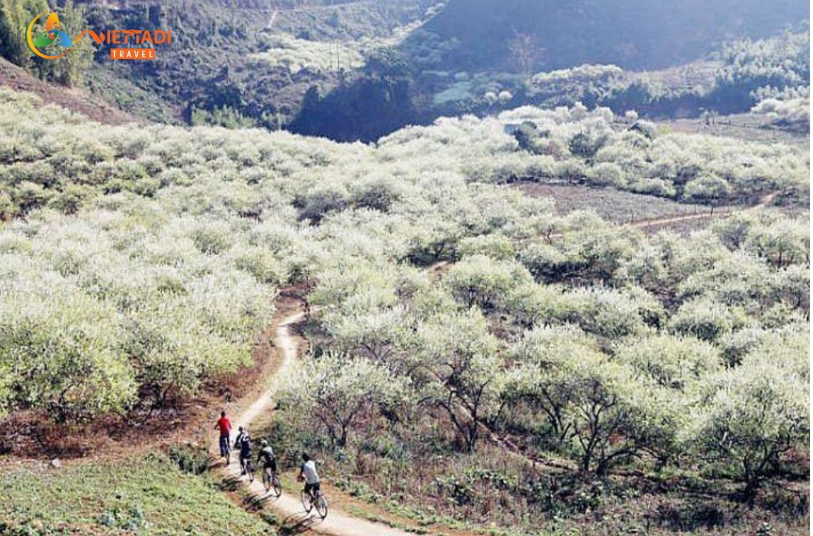 Thung lũng mận Nà Ka