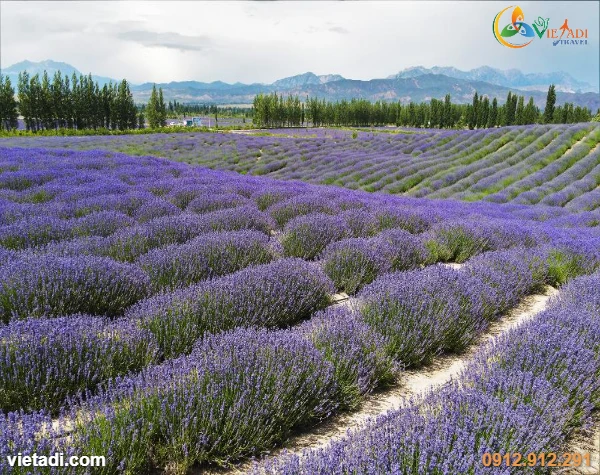 Tour Trung Quốc Bắc Tân Cương Mùa Hè - Urumqi Kanas Hemu Yining 8 Ngày 7 Đêm - No Shopping