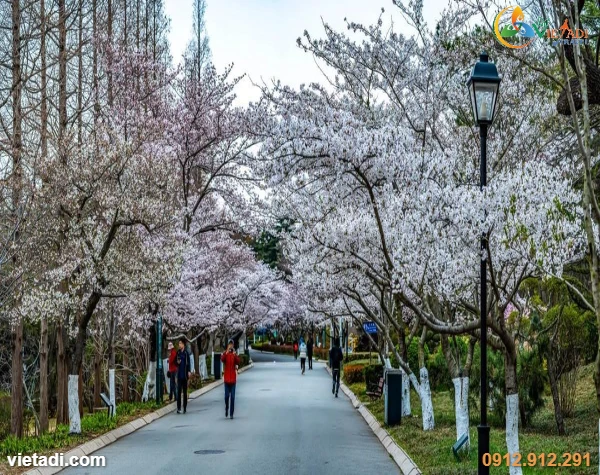 Tour Thanh Đảo - Yên Đài - Uy Hải 6 Ngày 5 Đêm - No Shopping